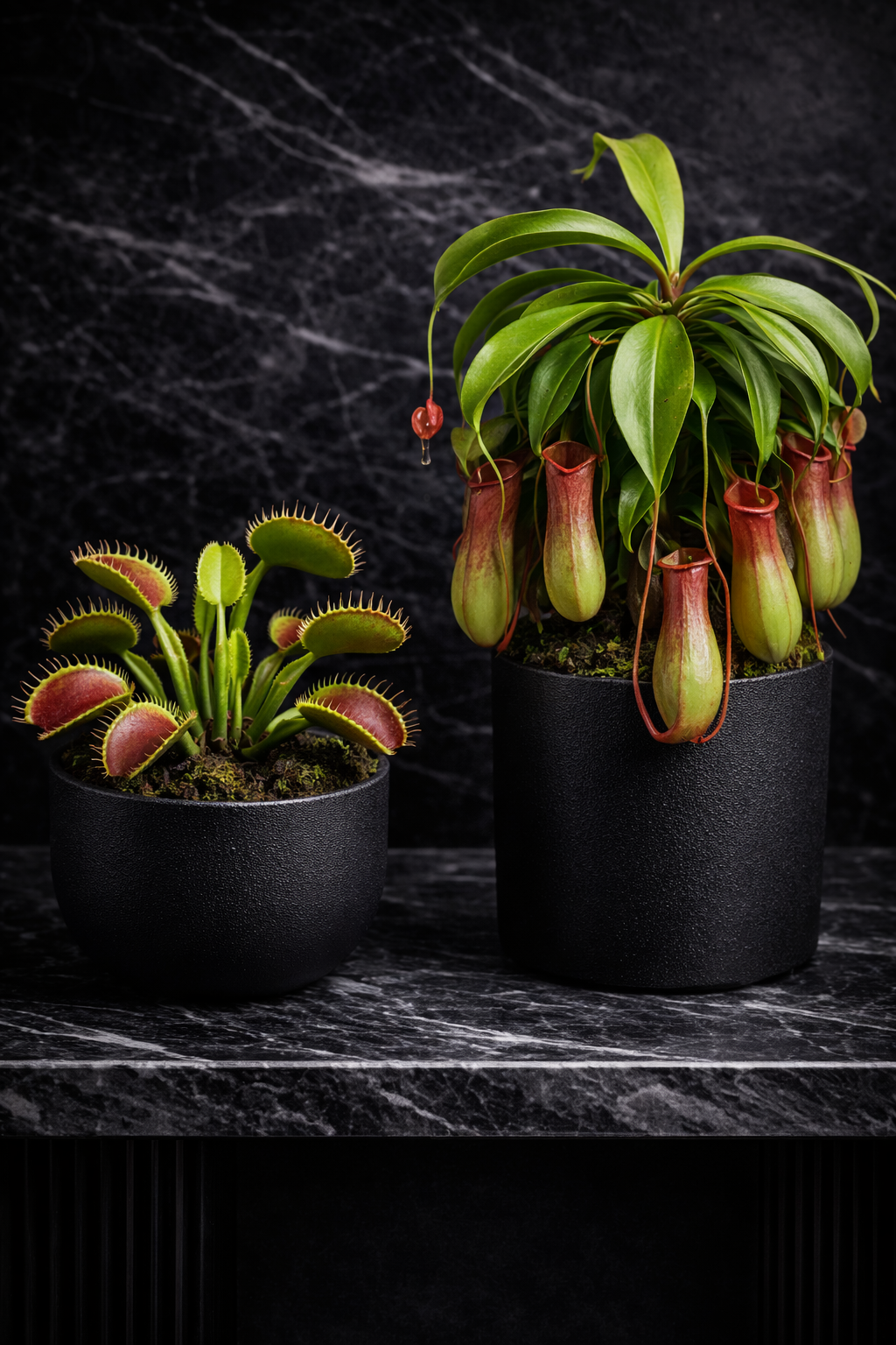 Obsidians Predatory Plants Collection.