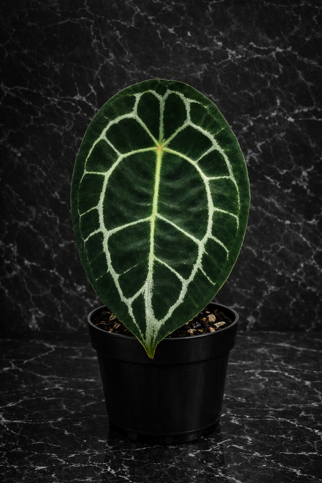 Anthurium Forgetii.