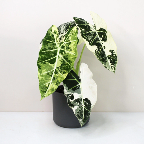 Alocasia Variegated Frydek