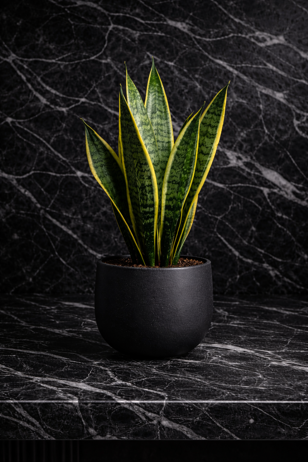 Snake Plant.