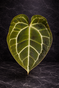 Anthurium Crystallinum