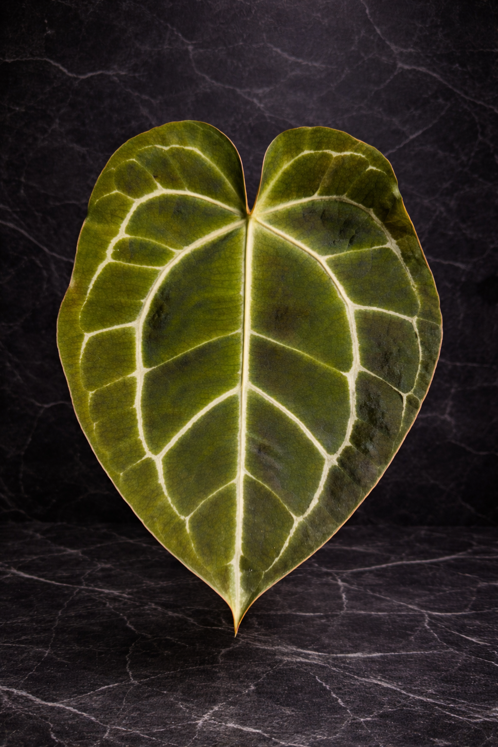 Anthurium Crystallinum