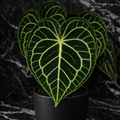 Anthurium Clarinervium — Collector Edition.