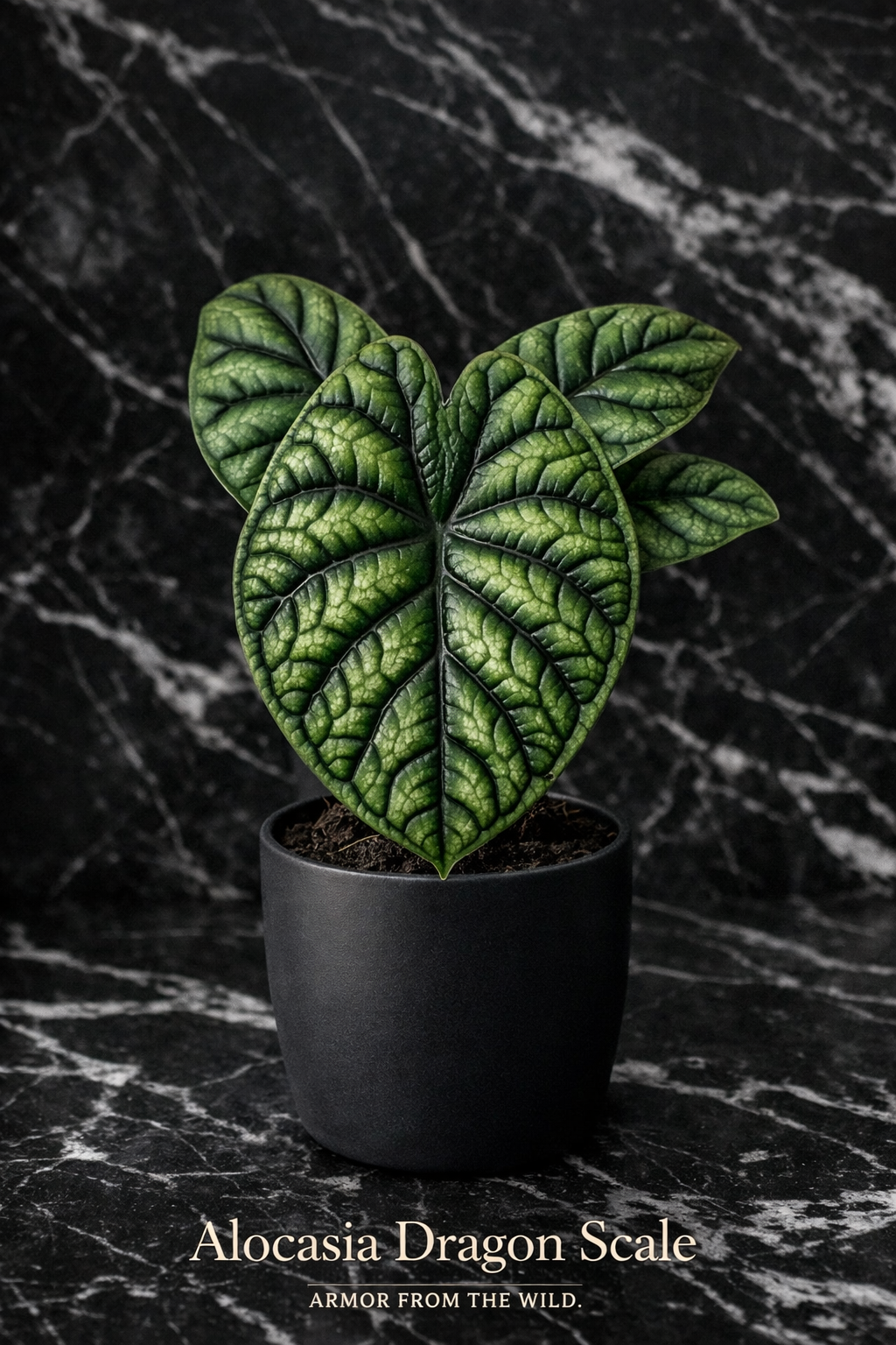 Alocasia Dragon Scale — Collector Edition