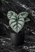 Alocasia Silver Dragon.