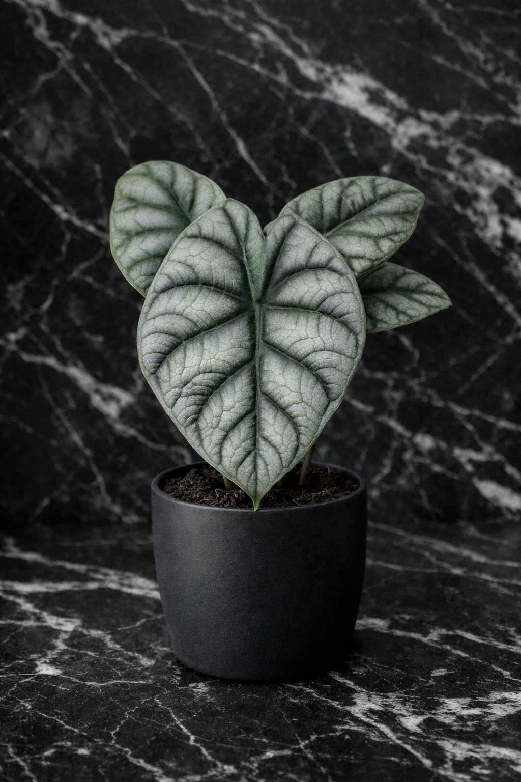 Alocasia Silver Dragon.