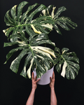 Monstera Thai Constellation.