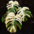Monstera Albo.