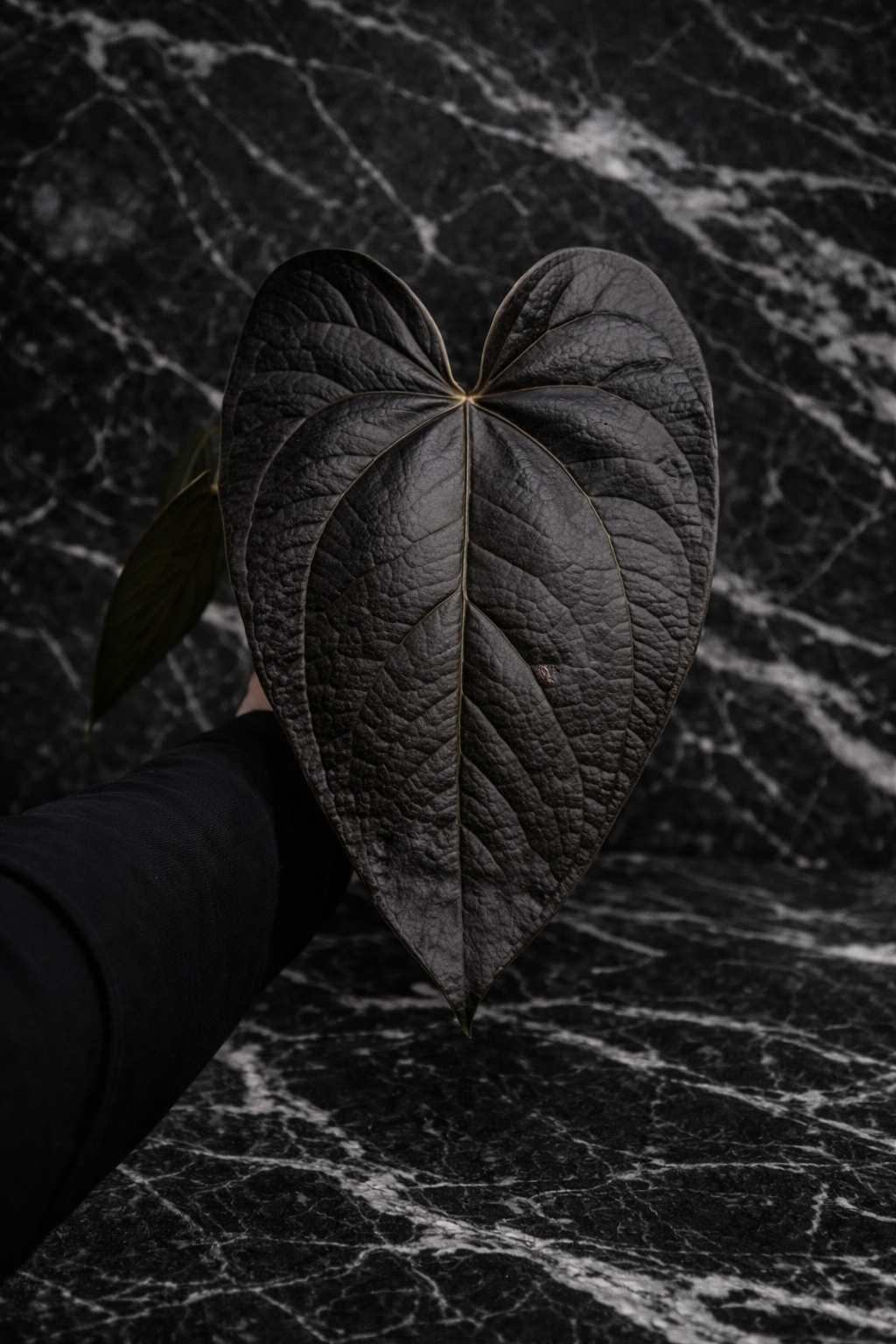 Anthurium Queen of Hearts — The Dark Royalty