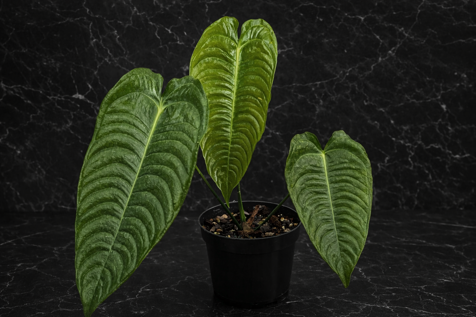 Anthurium Veitchii (King Anthurium)